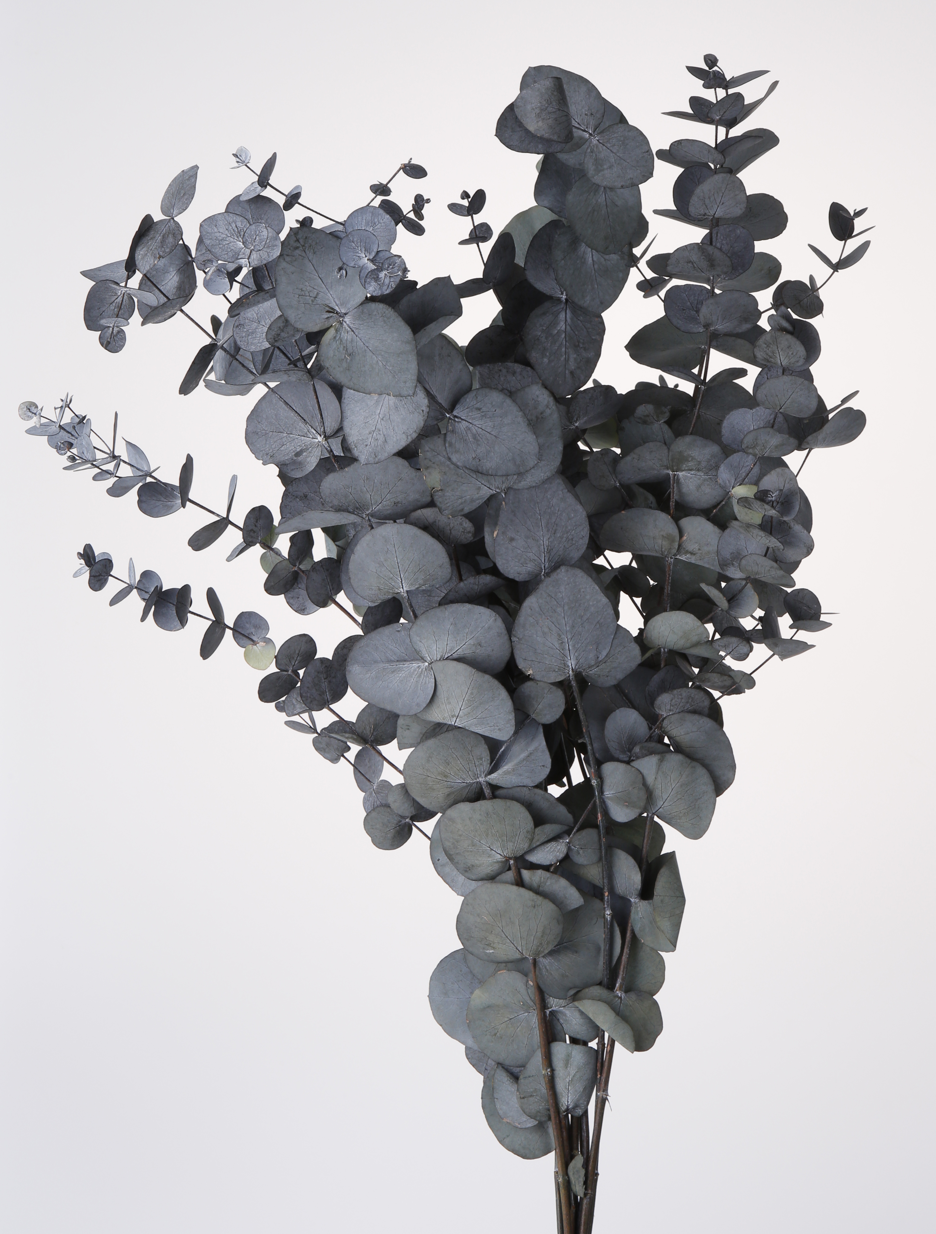 不凋餅干尤加葉 02150-700