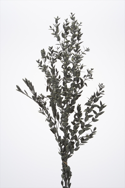 不凋小尖尤加利 01790-712