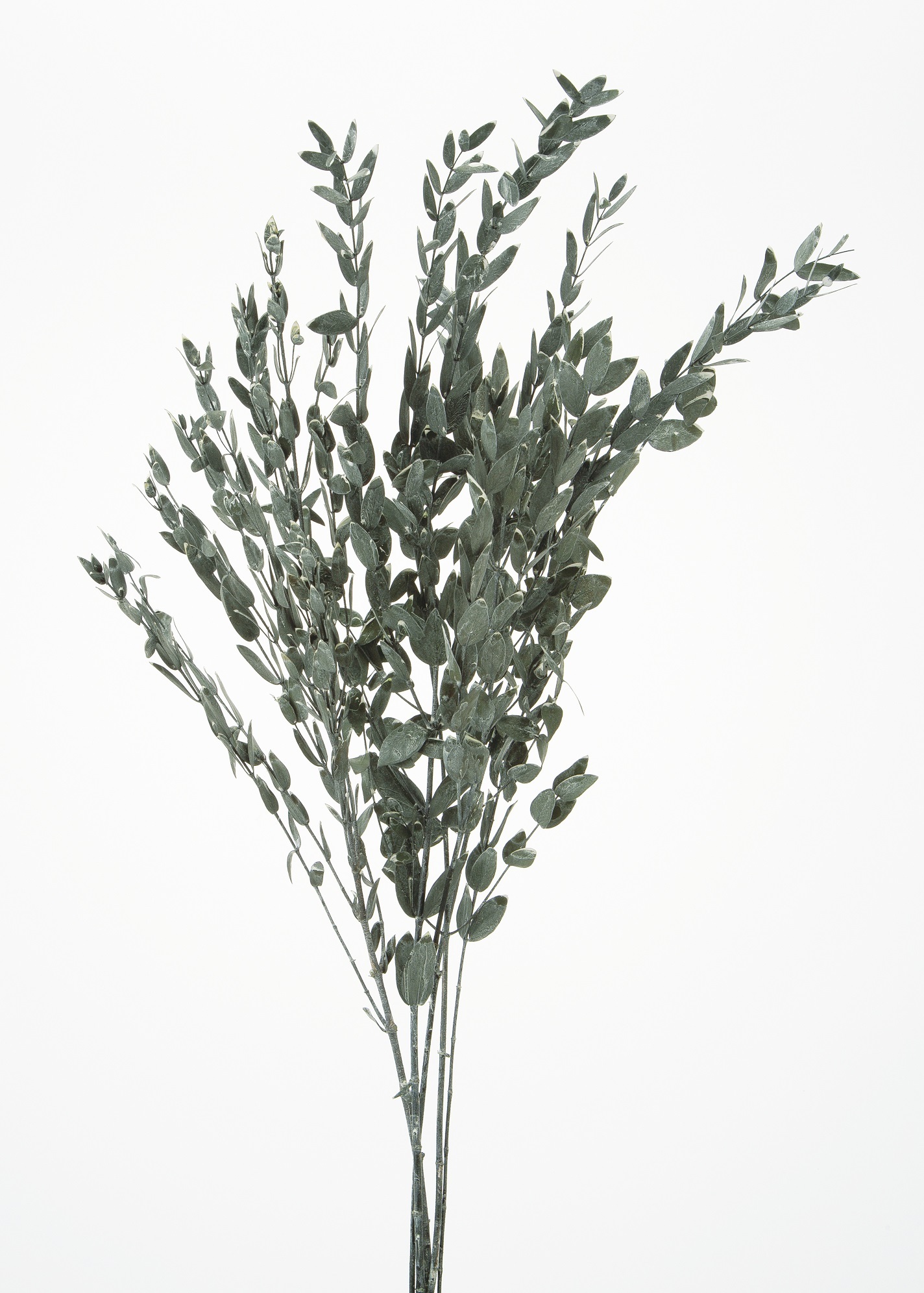 不凋小尖尤加利 01790-012