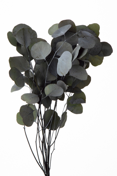 日本不凋大圓尤加利01050-700