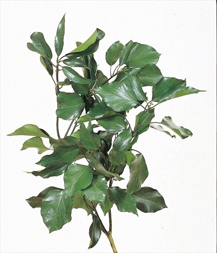 不凋長春藤 02300-700