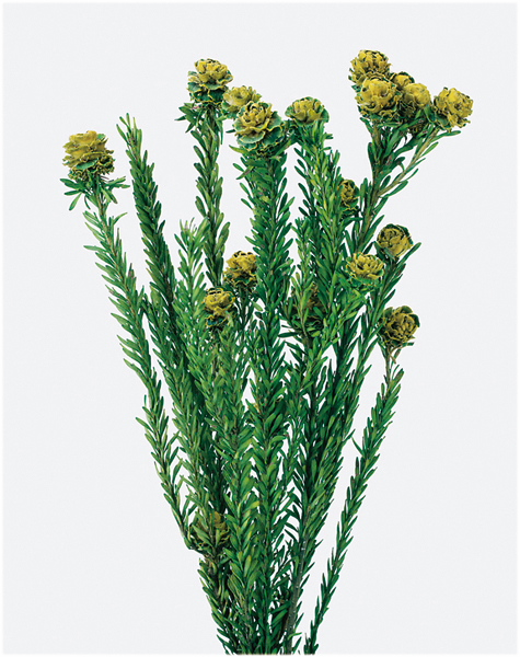 日本不凋拓圖陽光 01370-500