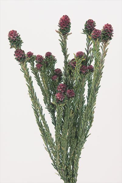 日本不凋拓圖陽光 01370-300