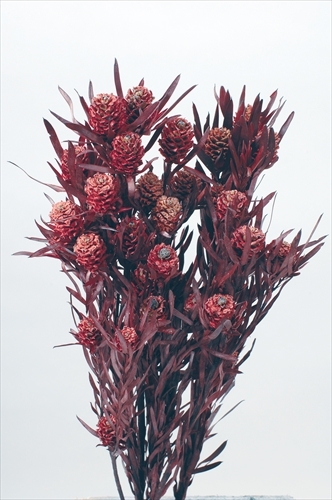 不凋陽光果 02060-300