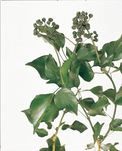 不凋果實長春藤 02280-700