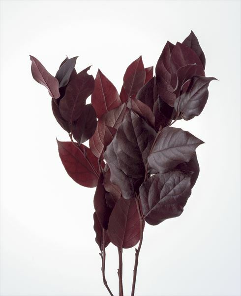 不凋沙巴葉 01853-860