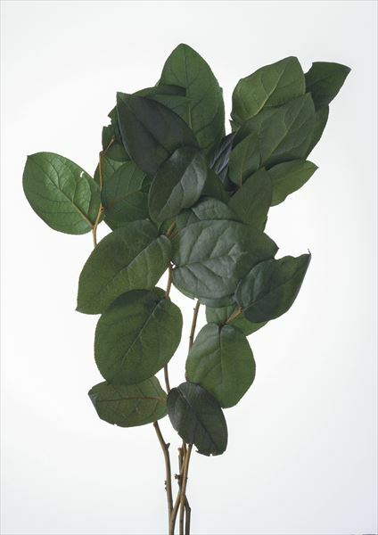 不凋沙巴葉 01853-730