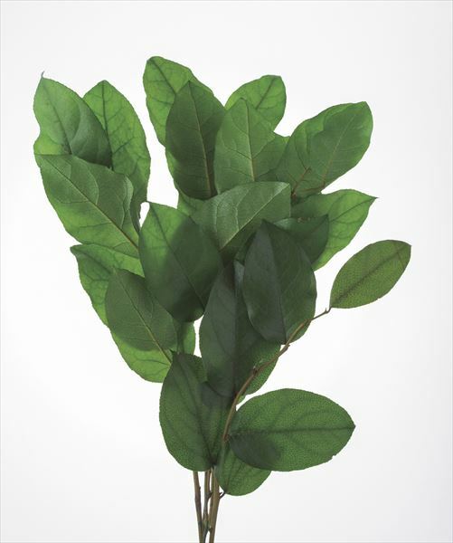 不凋沙巴葉 01853-700