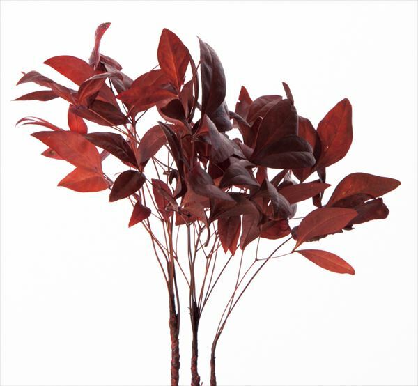 日本不凋南天紅 02660-300