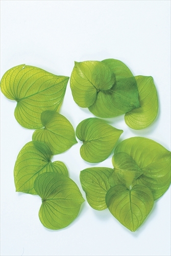 日本不凋心型葉 03700-721