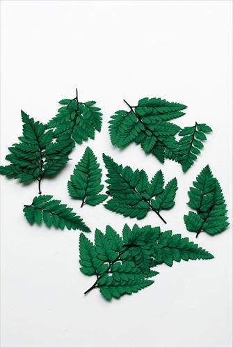 日本不凋革葉蕨 03980-700