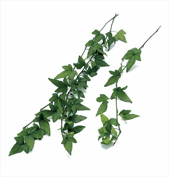 不凋長春薊 02960-730