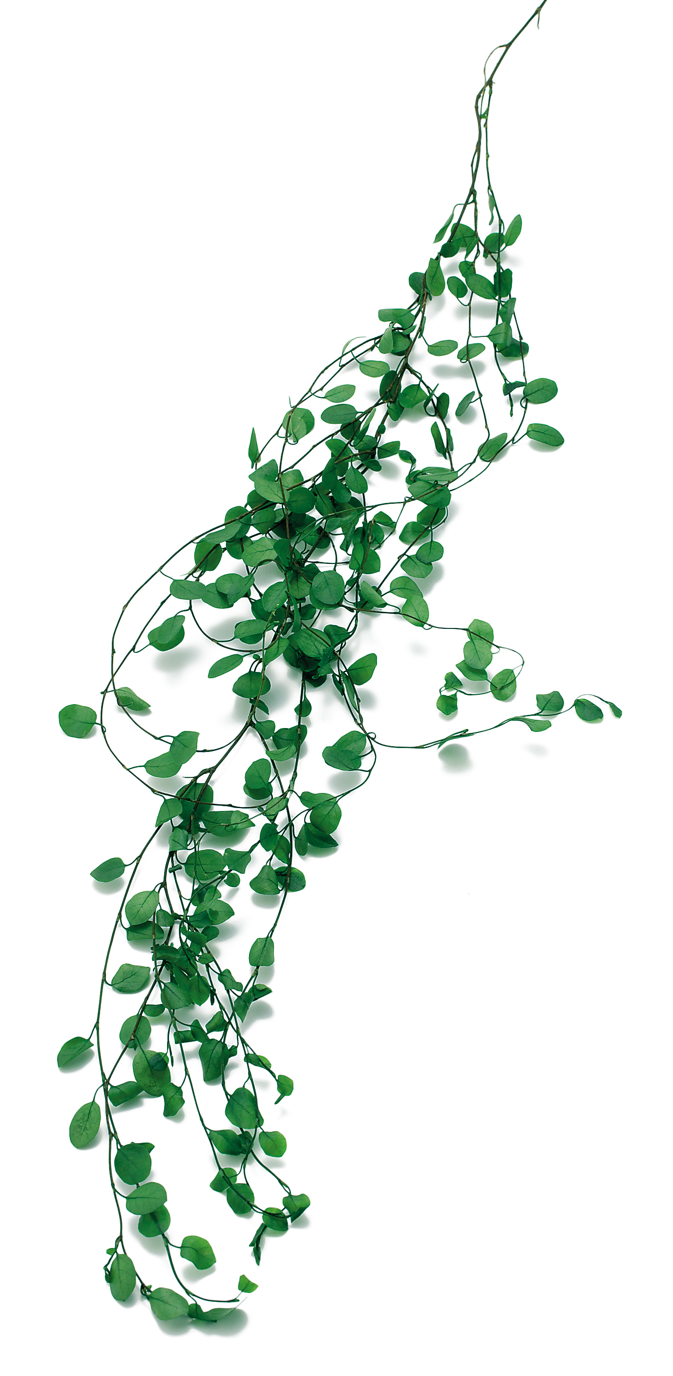 不凋鈕扣藤 02650-700