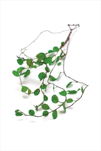 不凋鈕扣藤 02651-700