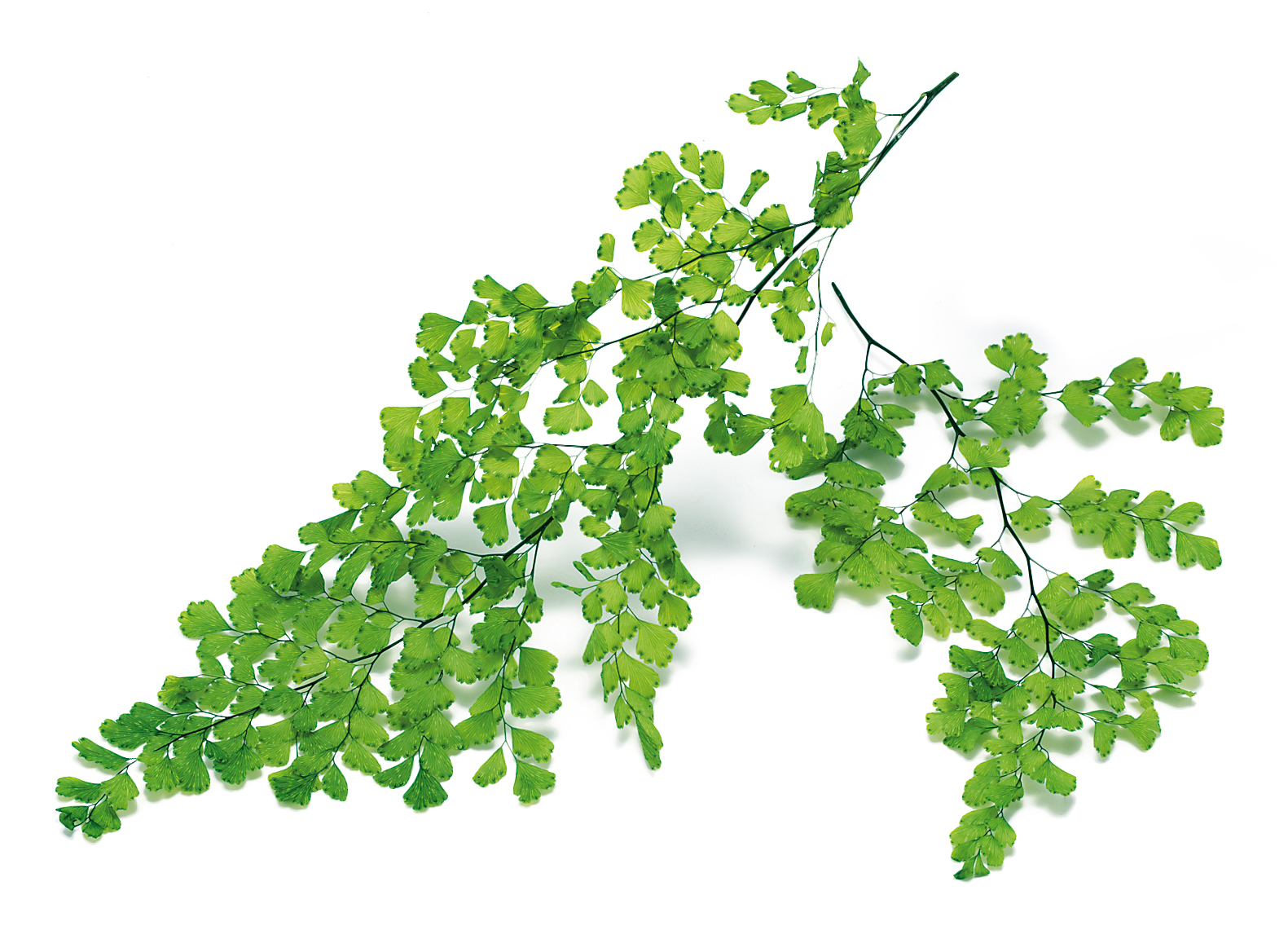 日本不凋鐵線蕨 03750-731