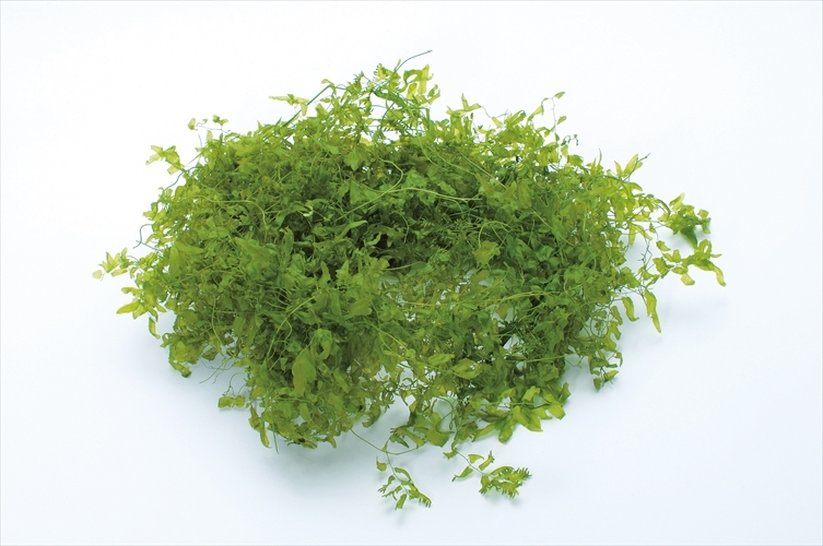 日本不凋海金沙 03320-731