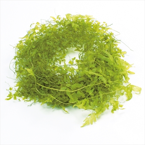 日本不凋海金沙 03320-721