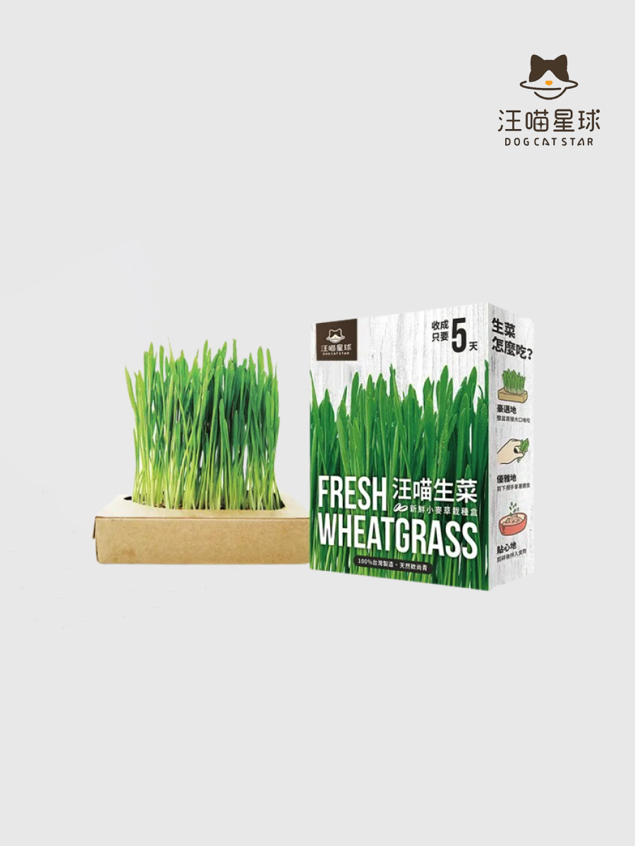 【汪喵星球】汪喵生菜 新鮮小麥草栽種盒｜全齡犬貓適用