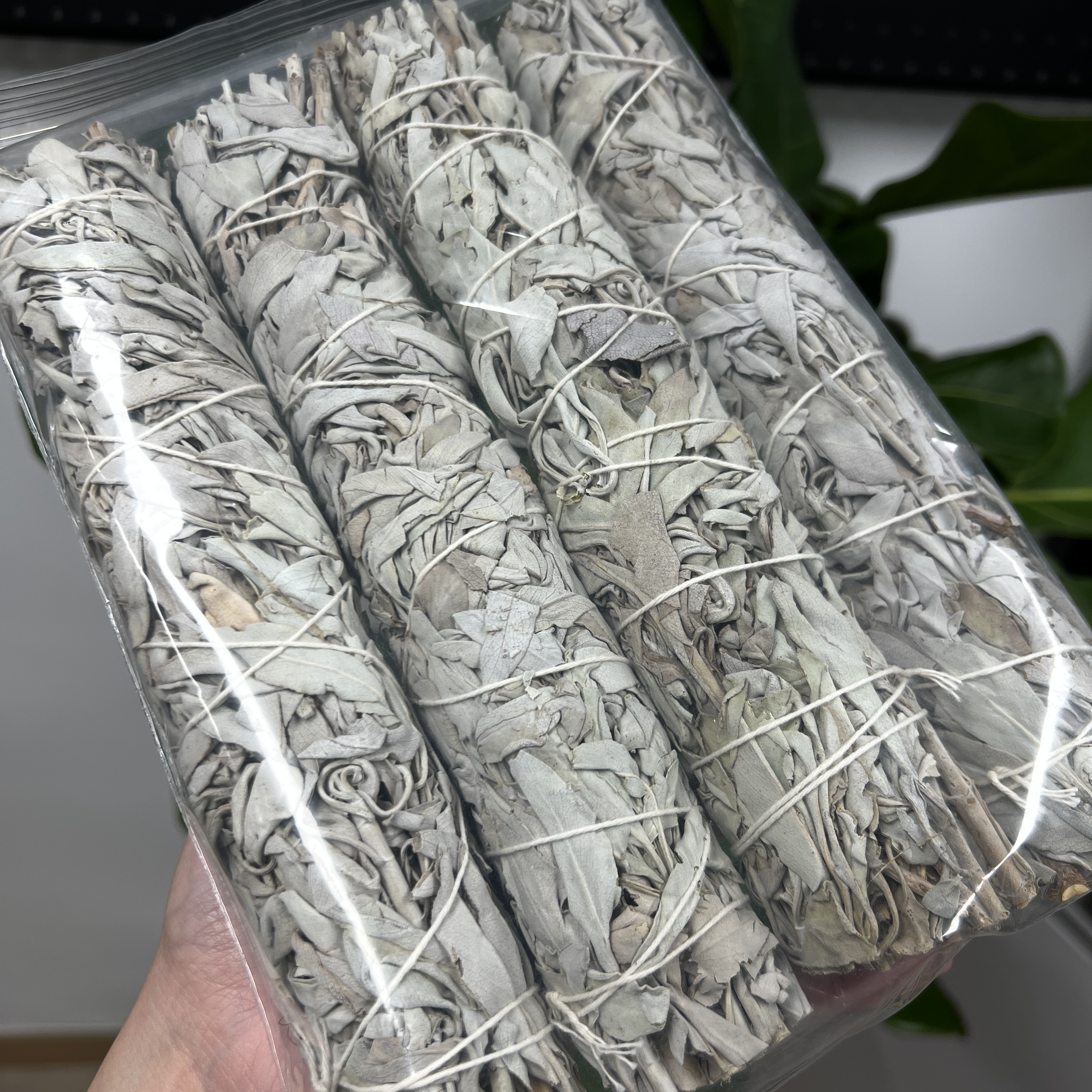 美國白鼠尾草（大）1紮