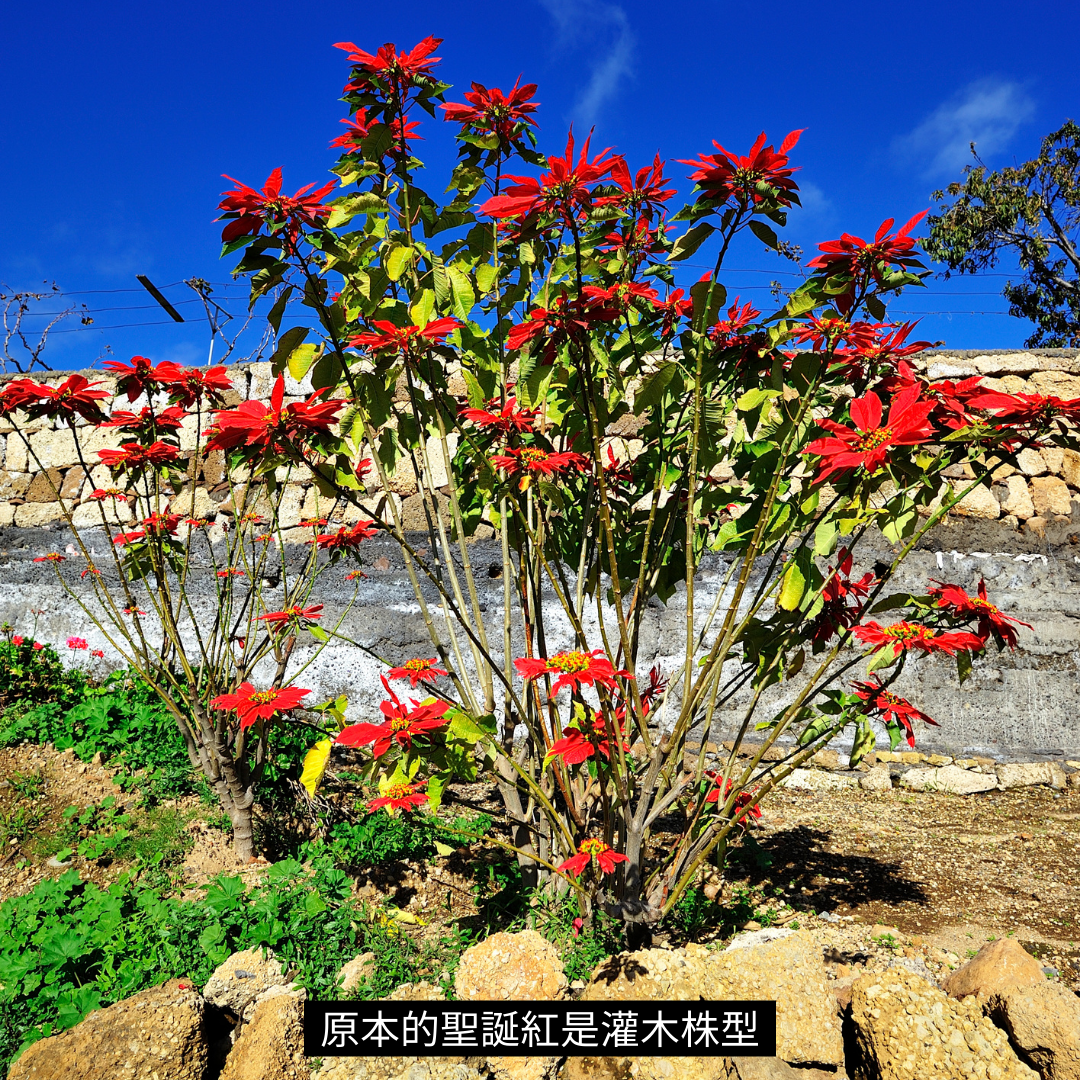 聖誕紅