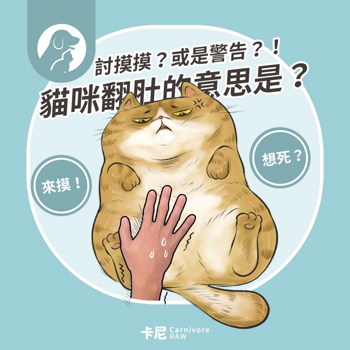 貓咪翻肚