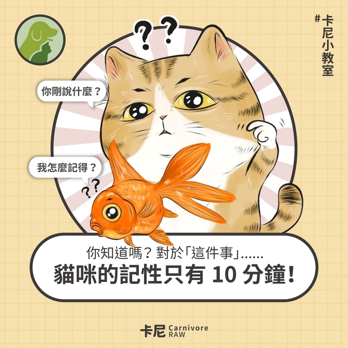 貓咪金魚腦