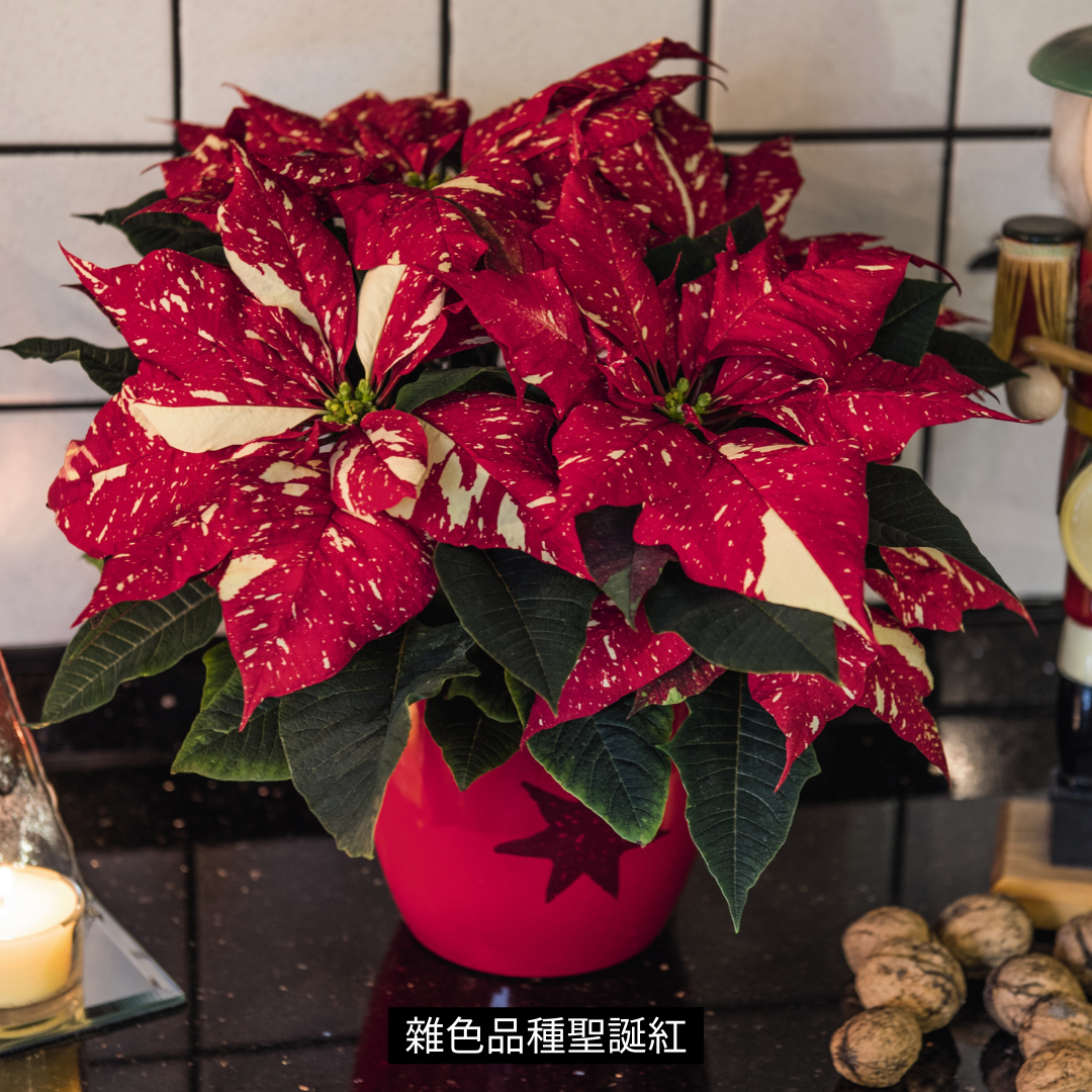 雜色品種聖誕紅