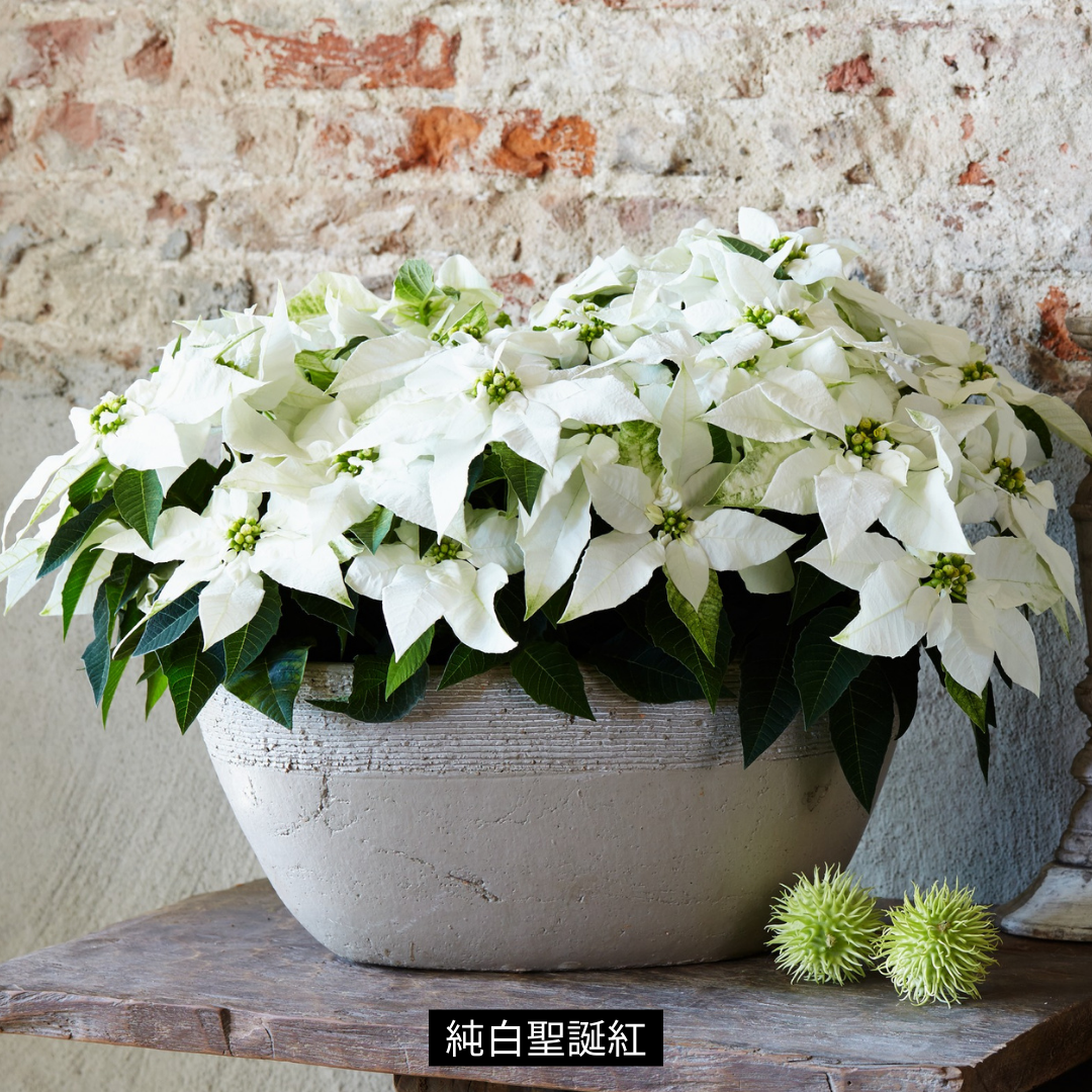白色聖誕紅