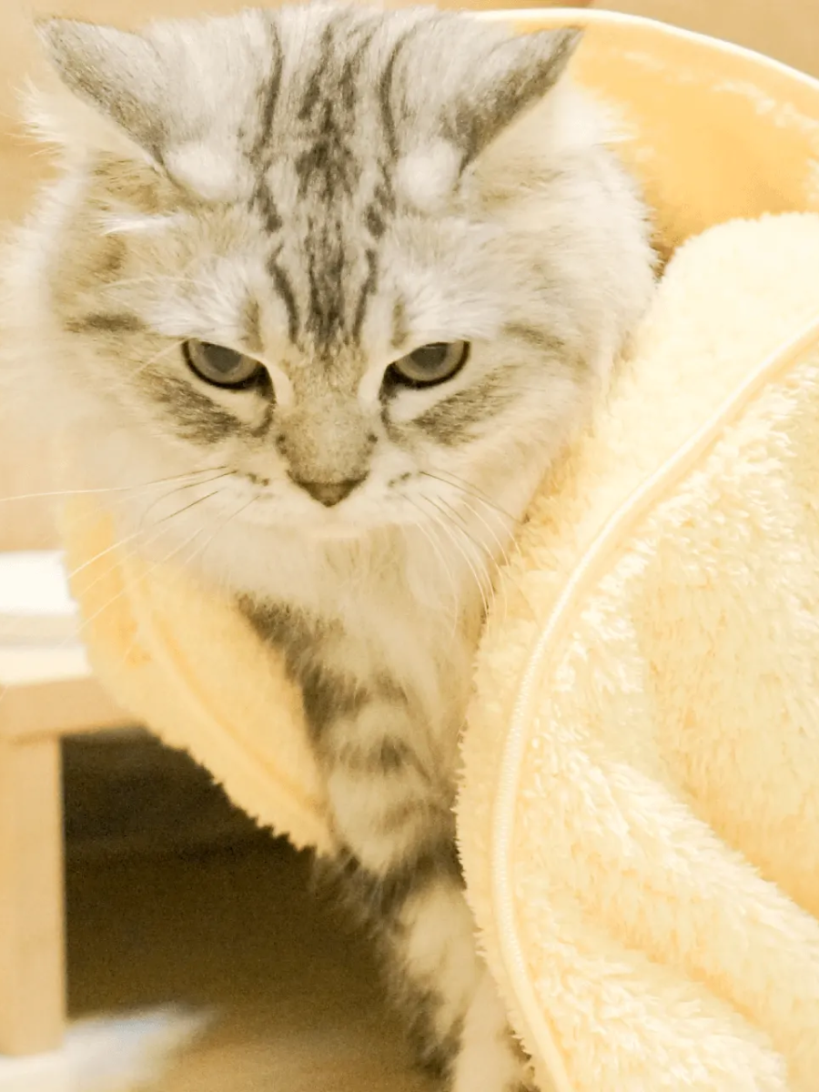 【毛起來】速乾超吸水 軟綿綿柔膚手套毛巾