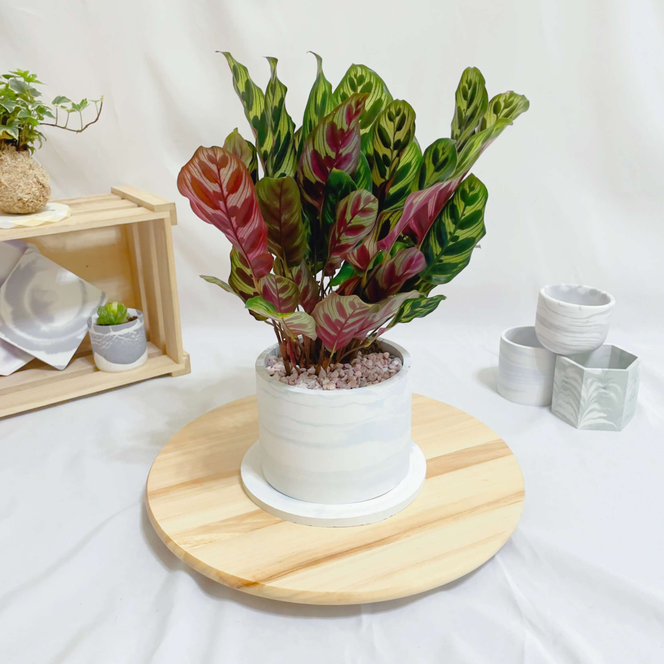 『5寸』孔雀竹芋｜中型尺寸｜自選盆器