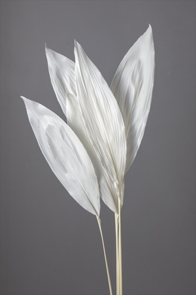 日本不凋葉蘭01010-011