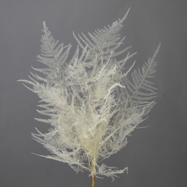 不凋蘆荀葉 02110-011