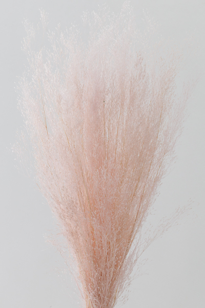 不凋咪咪草 02833-101