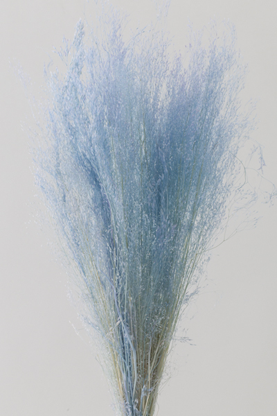 不凋咪咪草 02833-411