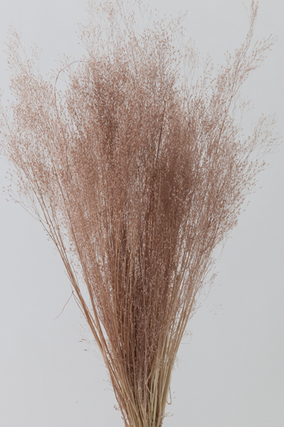 不凋咪咪草 02833-195