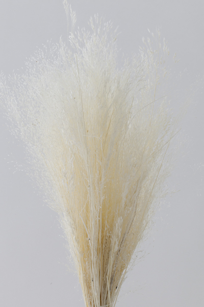 不凋咪咪草 02833-011