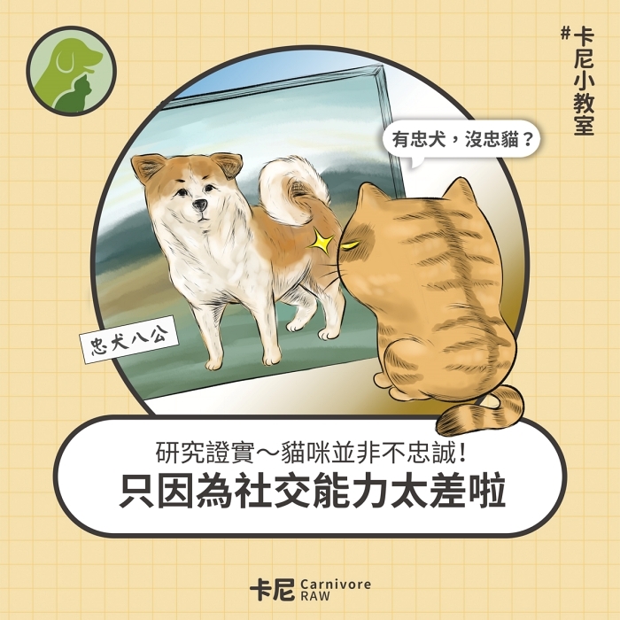 貓咪看忠犬八公畫像