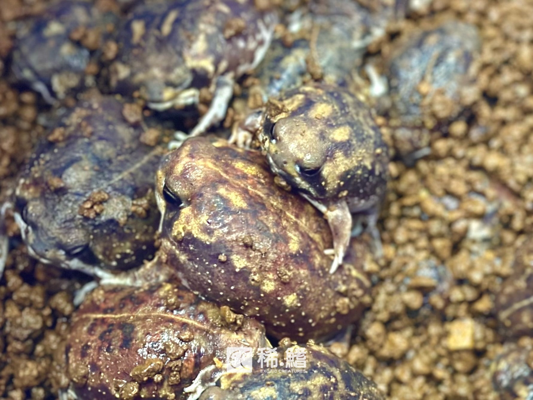 饅頭蛙(Breviceps Adspersus)