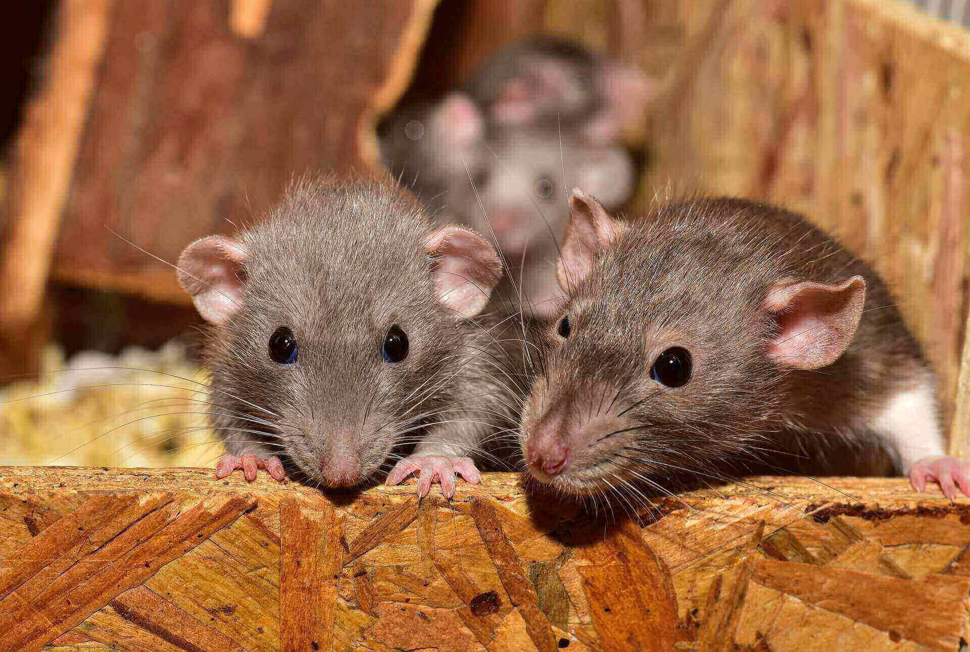 排水孔防老鼠方法有哪些？流理台、洗衣機排水管老鼠怎麼殺？