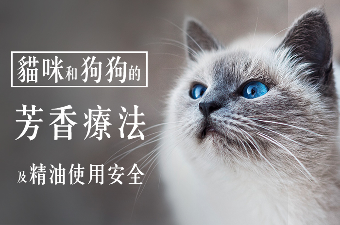 貓咪和狗狗的芳香療法和精油使用安全