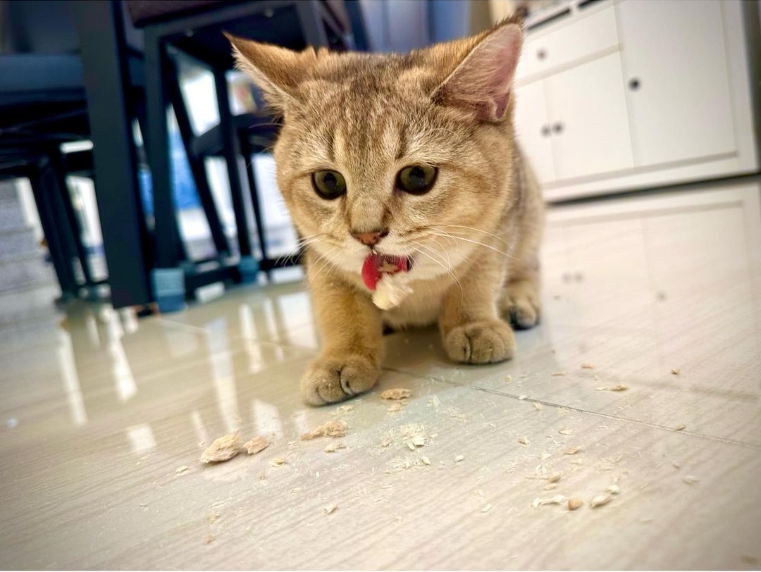 貓咪吃卡尼零食