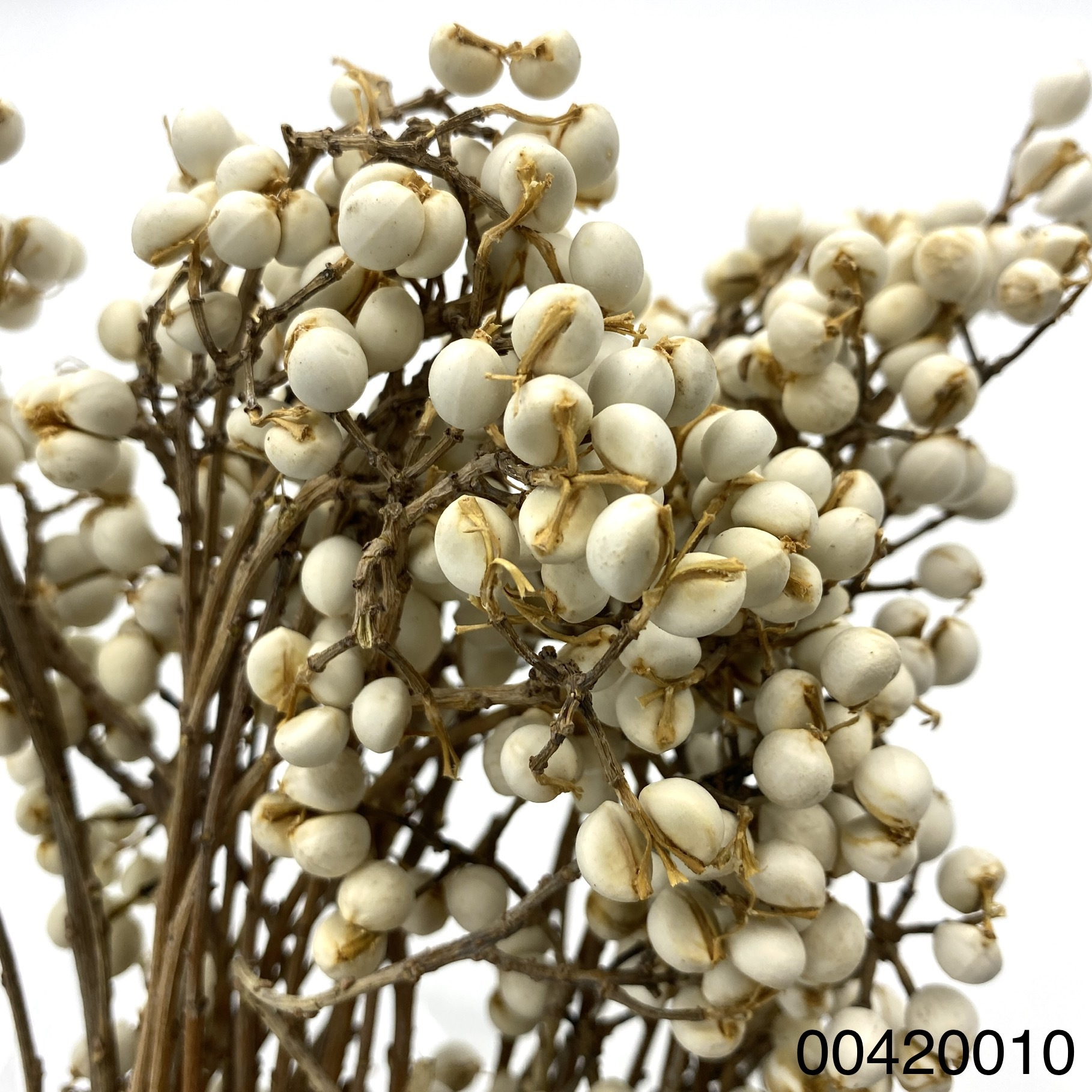 乾燥烏臼(長枝)