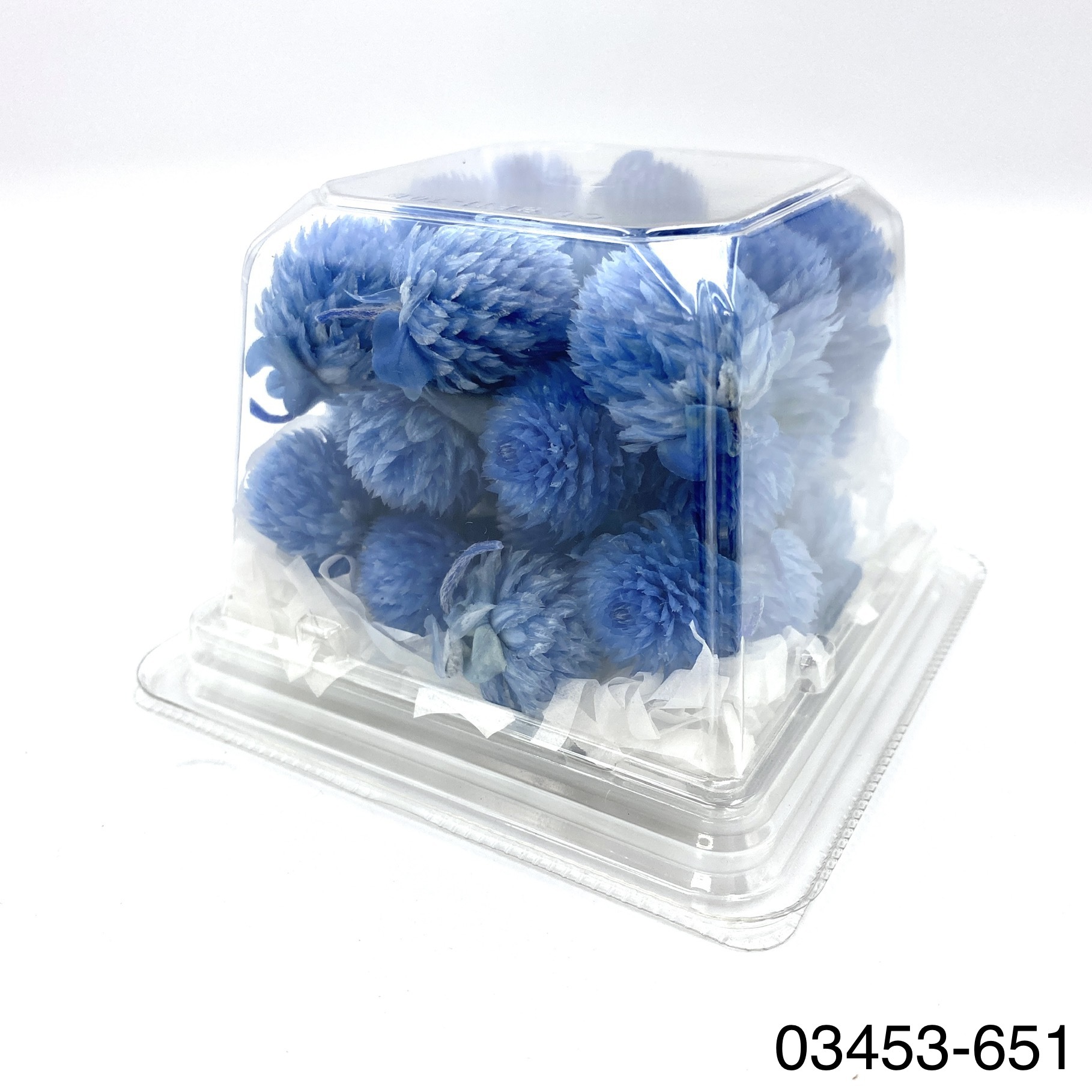 日本不凋千日紅 03453-651