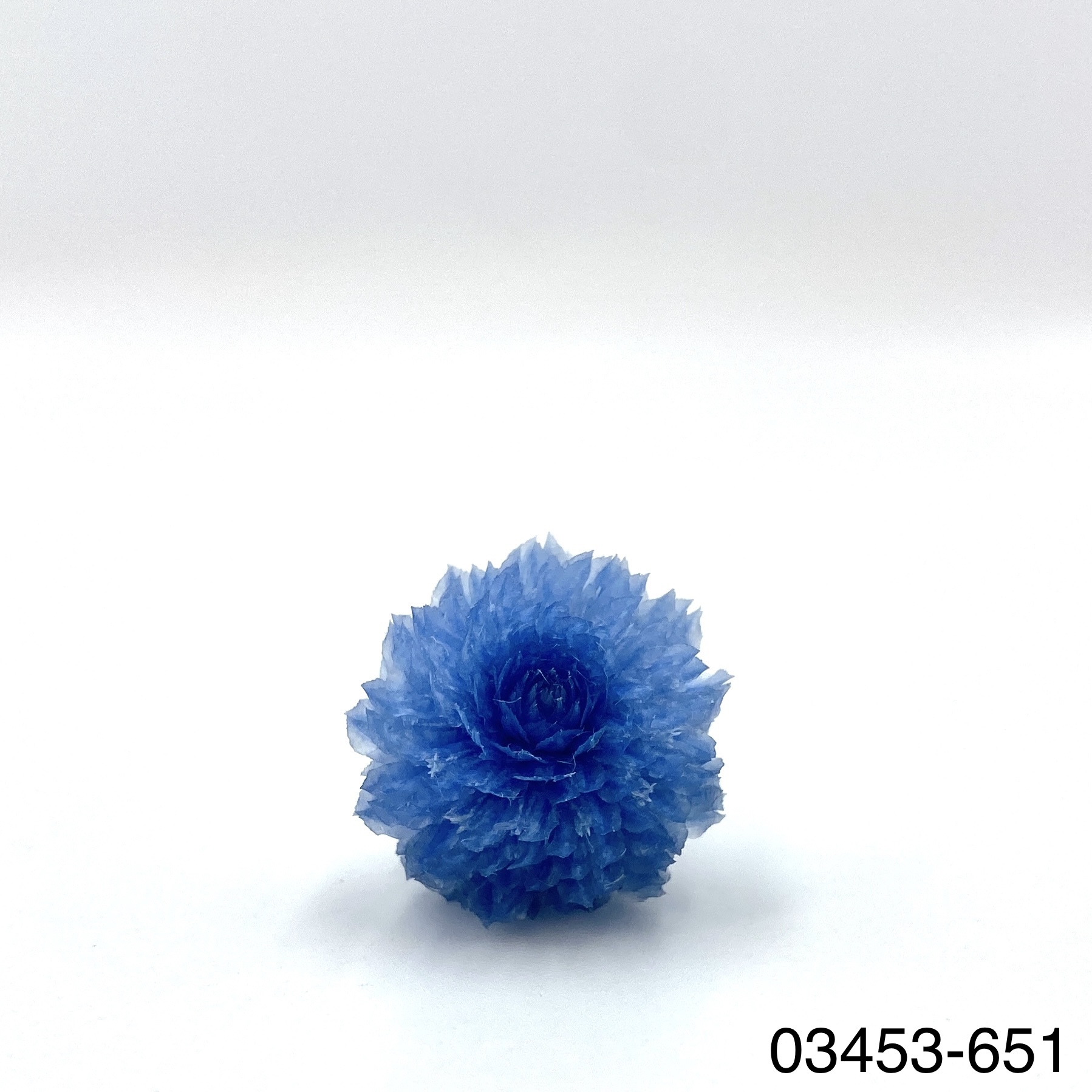 日本不凋千日紅 03453-651