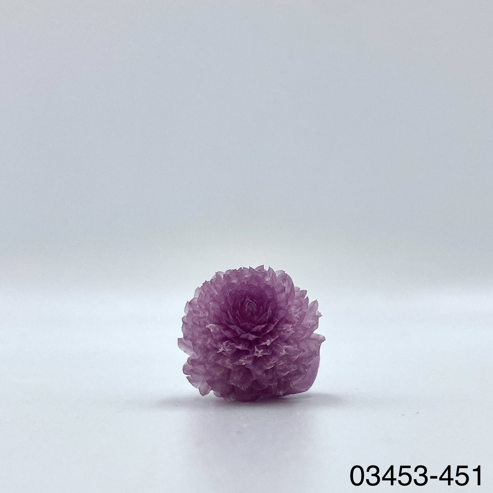 日本不凋千日紅 03453-451