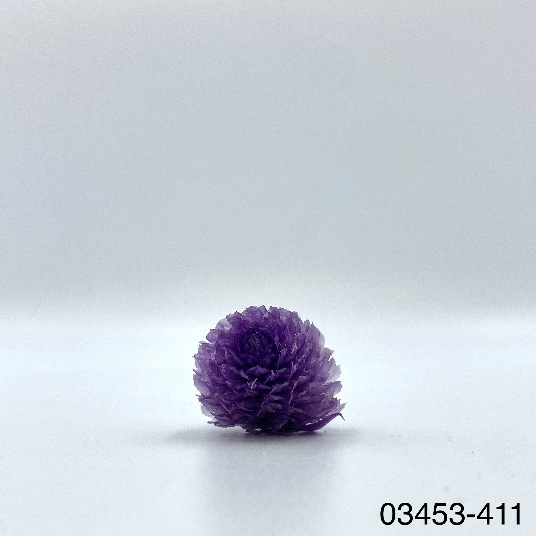 日本不凋千日紅 03453-411