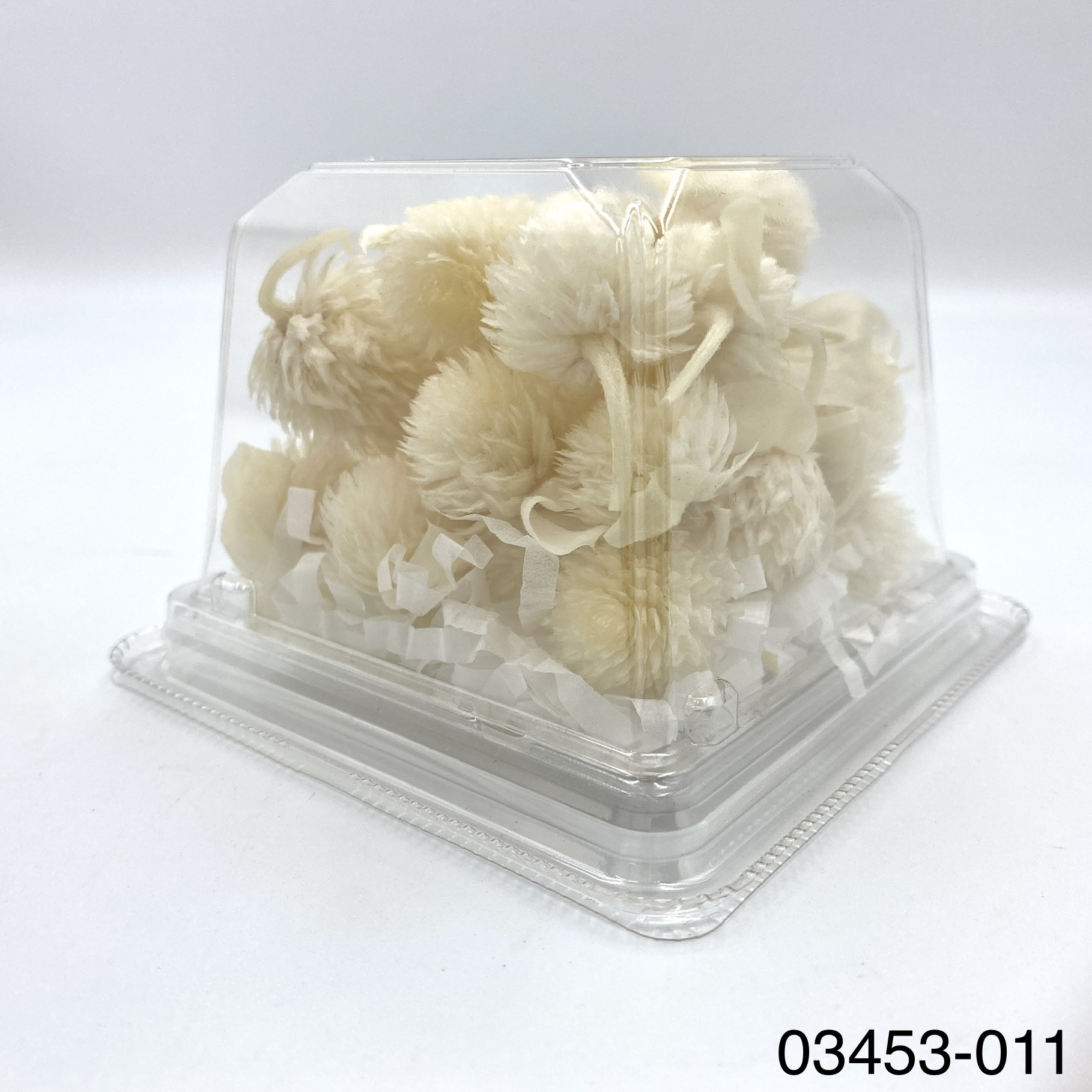 日本不凋千日紅 03453-011