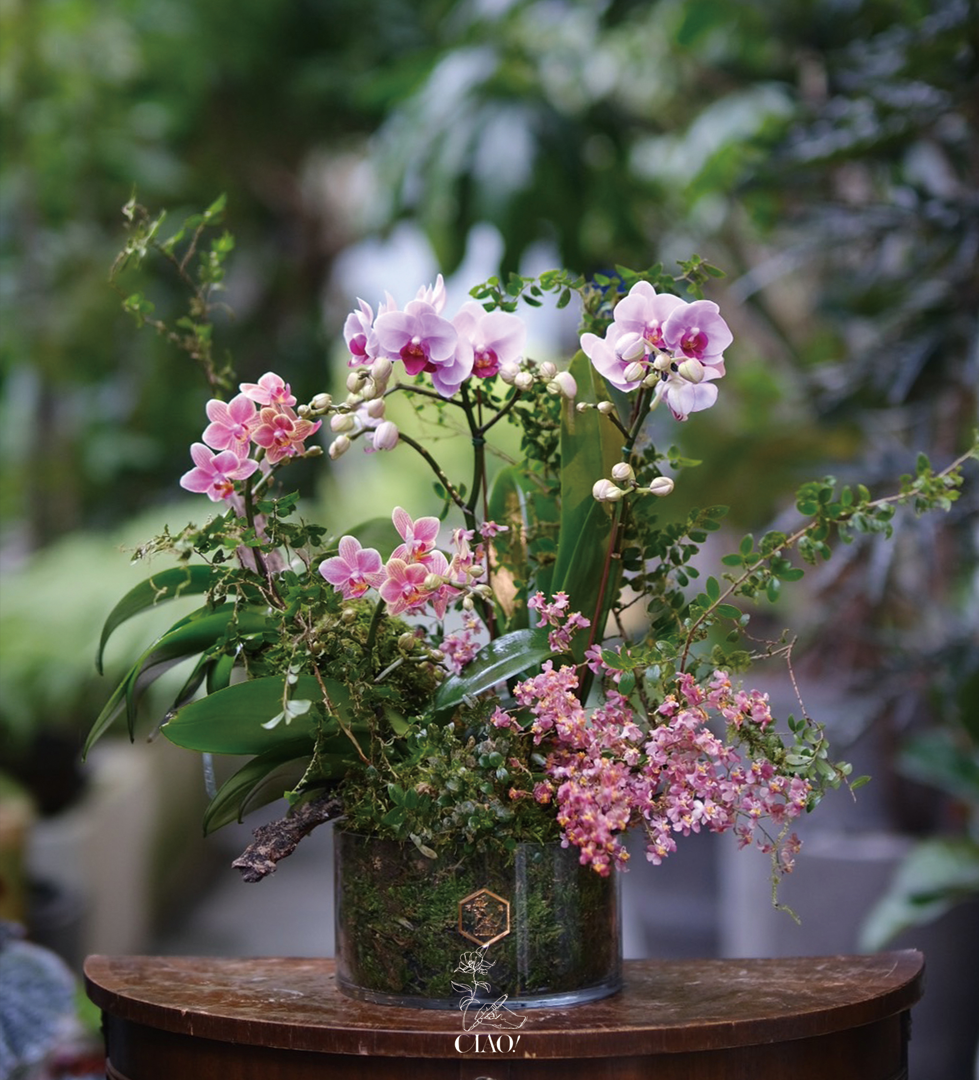 蘭花植栽