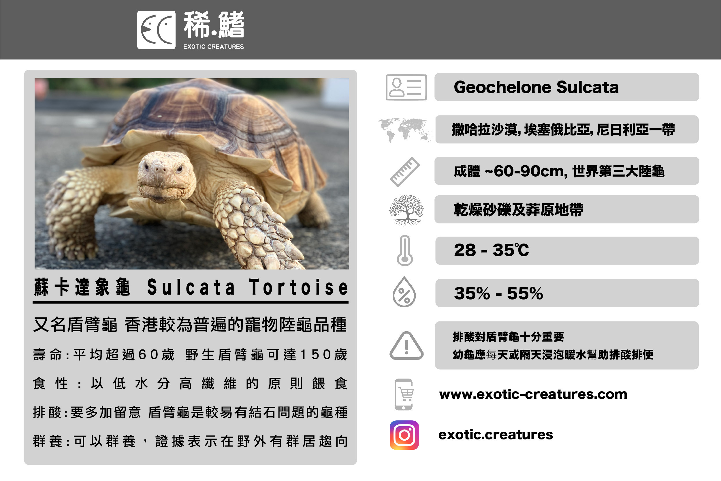 蘇卡達象龜 (Geochelone Sulcata)