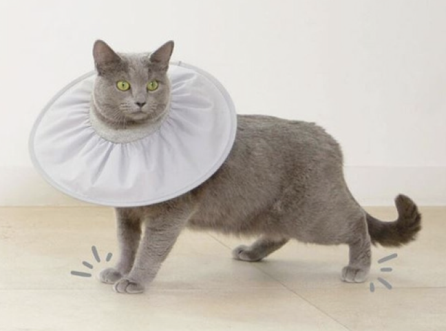 Zero Neck Collar